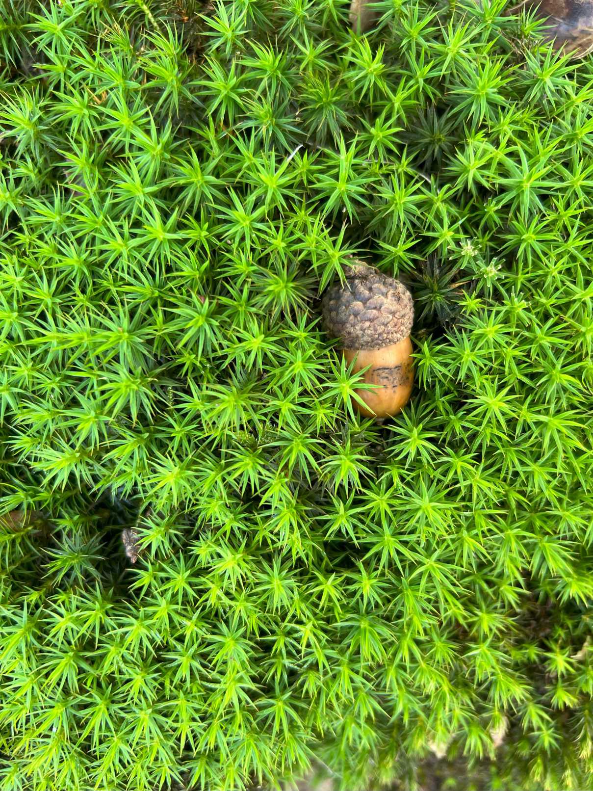 Il riposo della ghianda